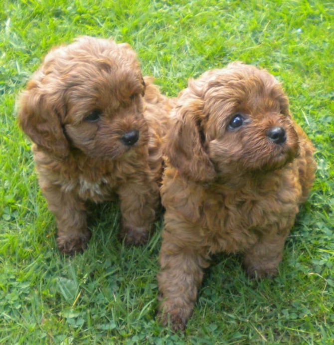 Adorable apoo puppies available